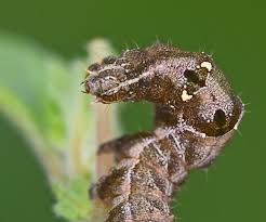 Attēlu rezultāti vaicājumam “Abrostola triplasia”