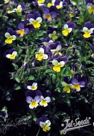 Attēlu rezultāti vaicājumam “Viola tricolor leaf”