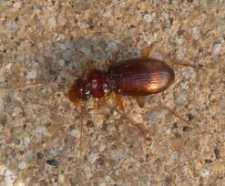 Attēlu rezultāti vaicājumam “Leistus ferrugineus”