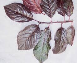 Attēlu rezultāti vaicājumam “Prunus cerasifera”