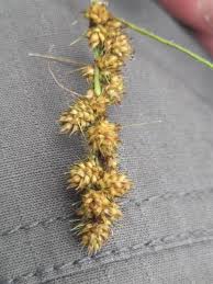 Attēlu rezultāti vaicājumam “Carex acuta fruit”