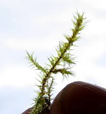 Attēlu rezultāti vaicājumam “Campylium protensum sporophyte”