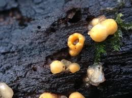 Attēlu rezultāti vaicājumam “Sphaerobolus stellatus”