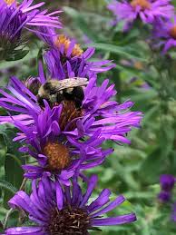 Attēlu rezultāti vaicājumam “Symphyotrichum novae-angliae flower”