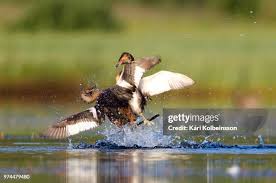 Attēlu rezultāti vaicājumam “Bucephala clangula juvenile”