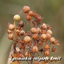 Attēlu rezultāti vaicājumam “Lysimachia vulgaris fruit”