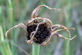 Attēlu rezultāti vaicājumam “Microbotryum tragopogonis - pratensis”