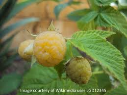 Attēlu rezultāti vaicājumam “Rubus idaeus”