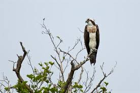 Image result for Pandion haliaetus