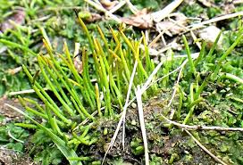 Attēlu rezultāti vaicājumam “Phaeoceros laevis subsp. carolinianus”