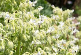 Image result for Borago officinalis
