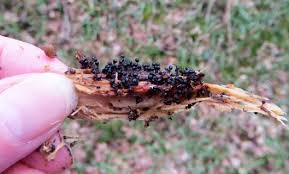 Attēlu rezultāti vaicājumam “Reticularia sp.”