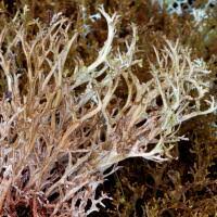 Attēlu rezultāti vaicājumam “Cetraria ericetorum”