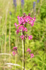 Attēlu rezultāti vaicājumam “Silene viscaria flower”