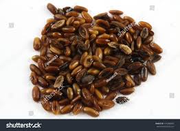 Attēlu rezultāti vaicājumam “Plantago lanceolata fruit”