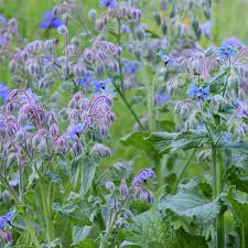 Image result for Borago officinalis
