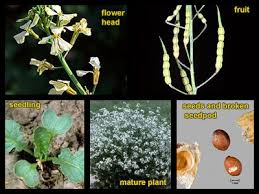 Attēlu rezultāti vaicājumam “Raphanus raphanistrum fruit”