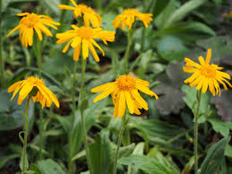 Image result for Arnika