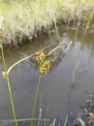 Attēlu rezultāti vaicājumam “Carex lepidocarpa”
