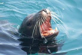 Image result for Zalophus californianus