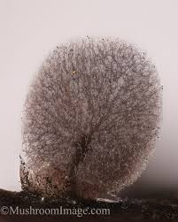 Attēlu rezultāti vaicājumam “Lamproderma debile sessile”