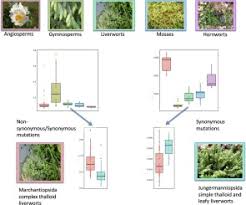Attēlu rezultāti vaicājumam “Encalypta streptocarpa sporophyte”