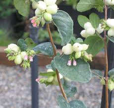 Attēlu rezultāti vaicājumam “Symphoricarpos albus flower”