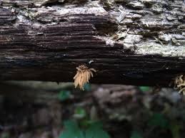 Attēlu rezultāti vaicājumam “Heterotrichia obvelata (syn. Arcyria obvelata) young”