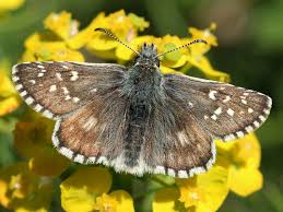 Attēlu rezultāti vaicājumam “Pyrgus serratulae”