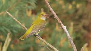 Attēlu rezultāti vaicājumam “Oriolus oriolus female”