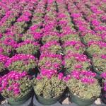 Image result for Mesembryanthemum criniflorum