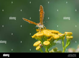 Attēlu rezultāti vaicājumam “Lycaena virgaureae female”