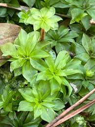 Attēlu rezultāti vaicājumam “Rhodobryum roseum”