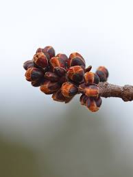 Attēlu rezultāti vaicājumam “Acer saccharinum bud”