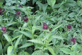 Attēlu rezultāti vaicājumam “Achillea salicifolia flower”