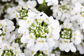 Image result for Schleifenblume