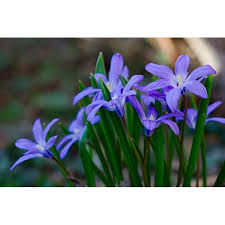 Attēlu rezultāti vaicājumam “Scilla luciliae”