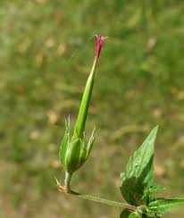 Attēlu rezultāti vaicājumam “Geranium robertianum fruit”