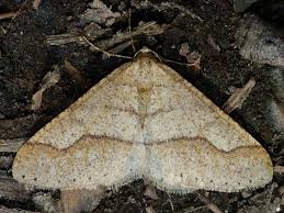 Attēlu rezultāti vaicājumam “Agriopis marginaria”