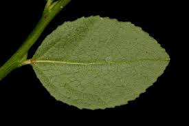 Attēlu rezultāti vaicājumam “Vaccinium myrtillus leaf”