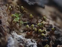 Attēlu rezultāti vaicājumam “Badhamiopsis praetermissa”