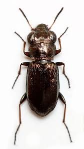 Attēlu rezultāti vaicājumam “Notiophilus germinyi”