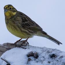 Attēlu rezultāti vaicājumam “Emberiza citrinella juvenile”