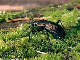 Attēlu rezultāti vaicājumam “Carabus arcensis”