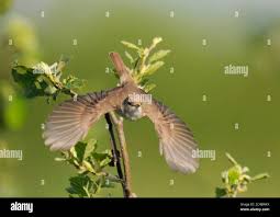 Attēlu rezultāti vaicājumam “Hippolais caligata adult”