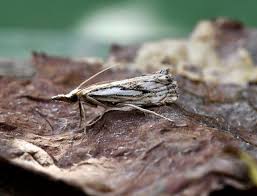 Attēlu rezultāti vaicājumam “Catoptria falsella”