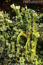 Attēlu rezultāti vaicājumam “Cladonia pyxidata”