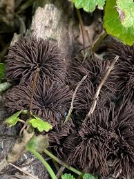 Attēlu rezultāti vaicājumam “Stemonaria irregularis stalked”