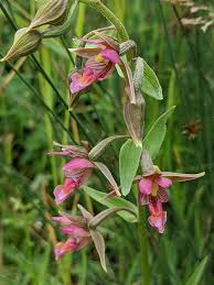 Attēlu rezultāti vaicājumam “Epipactis palustris leaf”