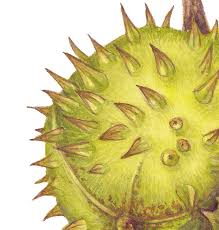 Attēlu rezultāti vaicājumam “Aesculus hippocastanum fruit”